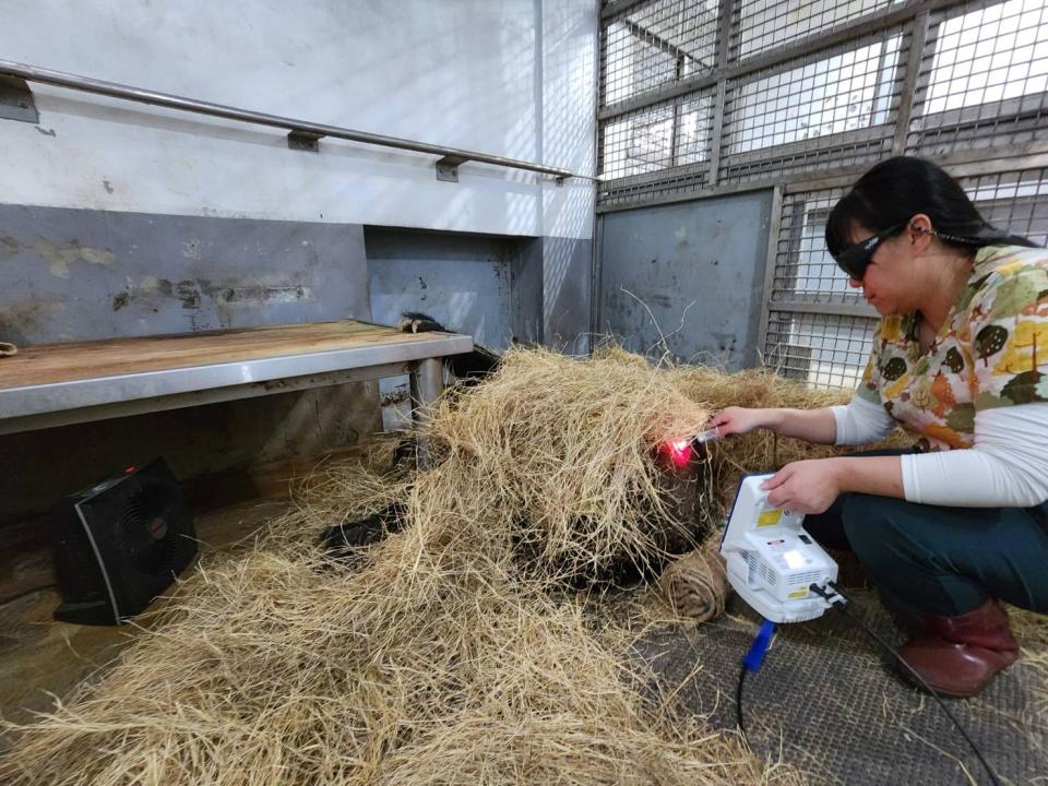 「小熊」有明顯的脊椎贅骨生成及椎間盤疾病，導致脊髓與神經根的壓迫而使下半身無法移動。經過兩天急症處理及雷射治療，「小熊」狀況依然不見好轉。台北市立動物園提供