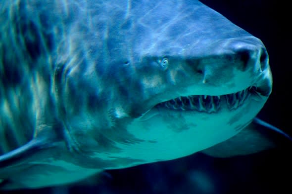 tiger-shark-shot-killed-perth-australia