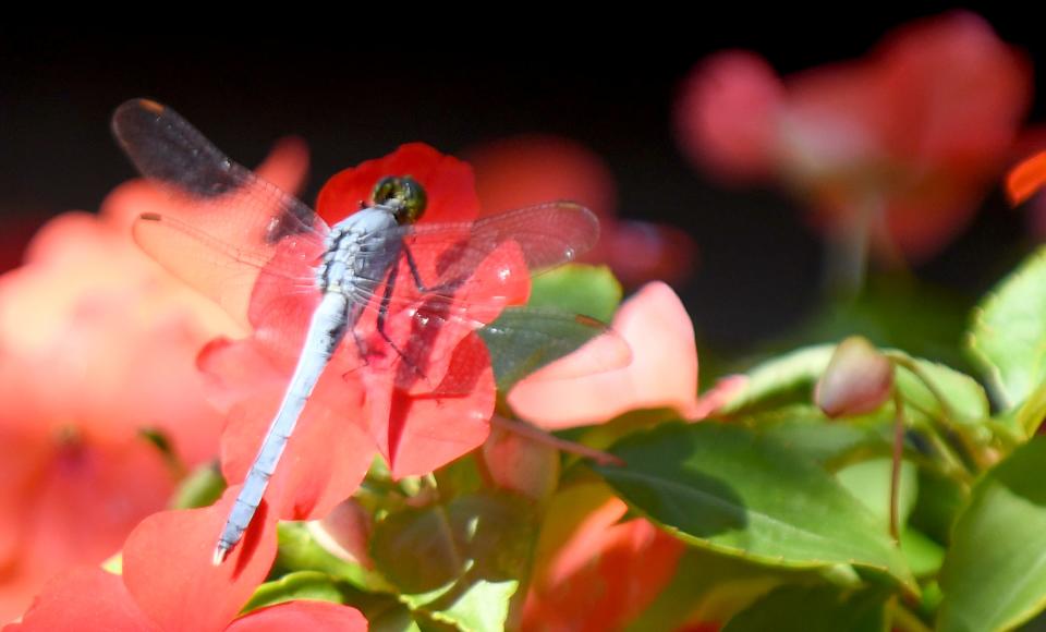 A dragonfly makes a quick landing at Holleydale Farm in Canton.    Tuesday, July 19, 2022.
