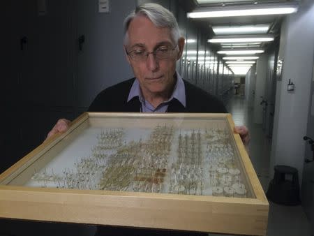 Ralph Harbach, an entomologist at London's National History Museum, poses as he examines preserved mosquitoes at the museum in London, Britain, March 10, 2016. REUTERS/Stuart McDill