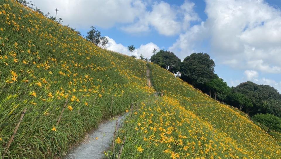 參三處說，虎山巖金針花第二期花季開得比第一季還旺，請大家把握賞花期。（記者曾厚銘攝）