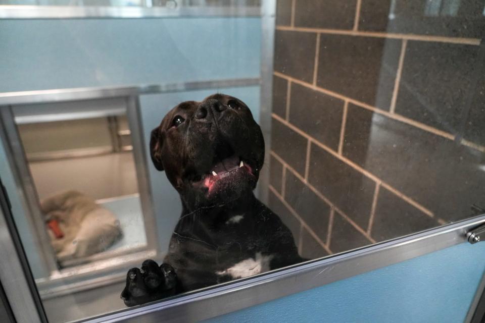 A dog barks at the Animal Services Building on Thursday, Jan. 4, 2024, in Des Moines.