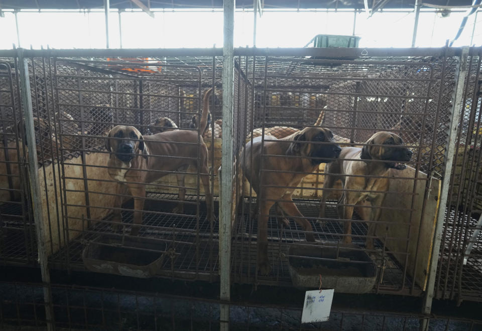 Dogs are seen in cages at a dog farm in Pyeongtaek, South Korea, Tuesday, June 27, 2023. Dog meat consumption, a centuries-old practice on the Korean Peninsula, isn't explicitly prohibited or legalized in South Korea. But more and more people want it banned, and there's increasing public awareness of animal rights and worries about South Korea’s international image. (AP Photo/Ahn Young-joon)