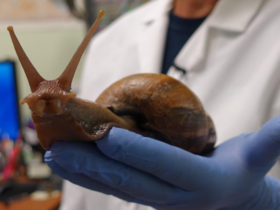 Scientist Mary Yong Cong holds one of the Giant African Snails she keeps in her lab in Miami, Florida on July 17, 2015.