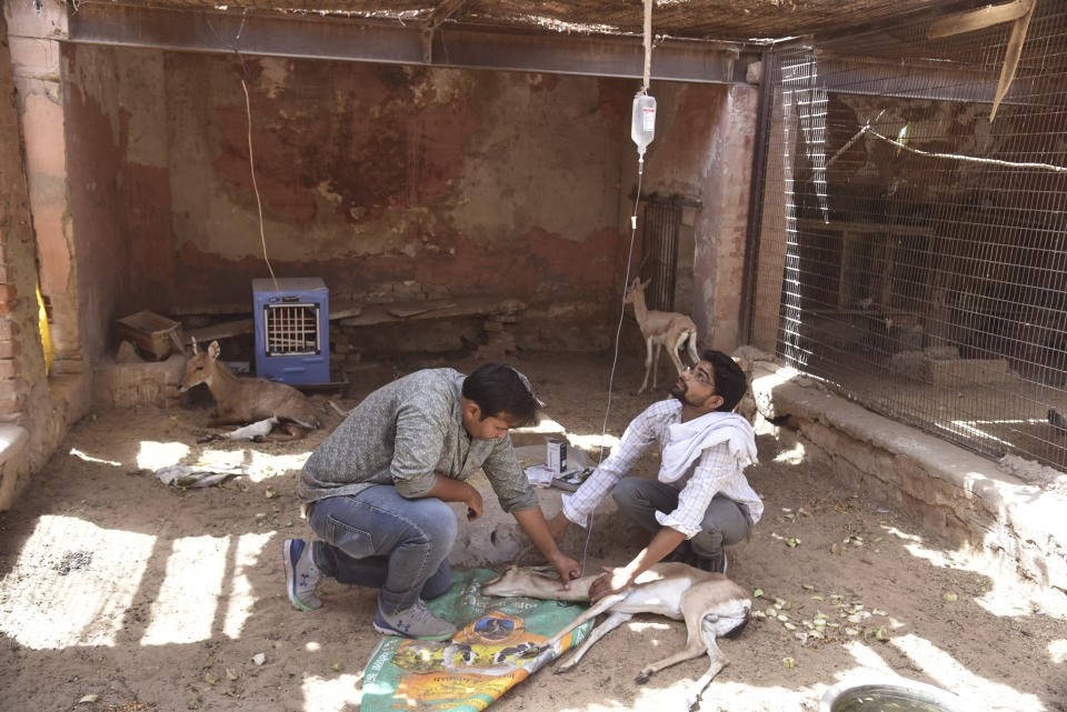 Veterinarios hidratan a una chinkara, o gacela india, en un centro para animales rescatados, con una solución salina en plena ola de calor en la ciudad de Bikaner, en el estado indio de Rajastán, el 29 de mayo de 2024. (AP Foto/Dinesh Gupta)