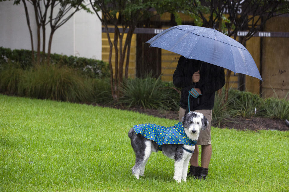 A dog owner holding an umbrella takes their dog for a relieve break Tuesday morning, Sept. 22, 2020, in Houston, during Tropical Storm Beta. Beta has weakened to a tropical depression as it parked itself over the Texas coast, raising concerns of extensive flooding in Houston and areas further inland. (Marie D. De Jesus/Houston Chronicle via AP)