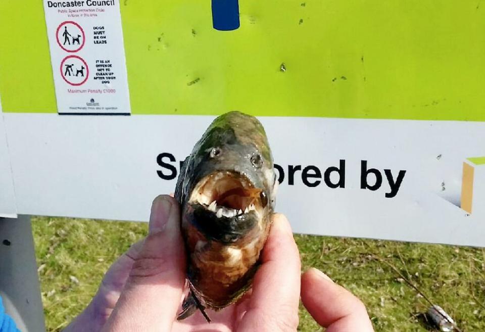 The carnivorous fish with rows of sharp teeth normally stalk the waters of the Amazon (SWNS)