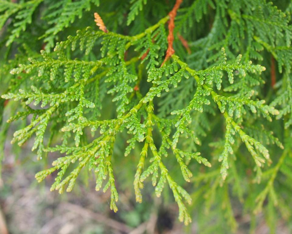 Aborvitae Thuja occidentalis