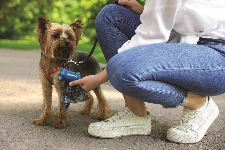 Picking up dog feces immediately and limiting a dog’s exposure to areas with large amounts of dog feces can help to prevent transmission of hookworms.
