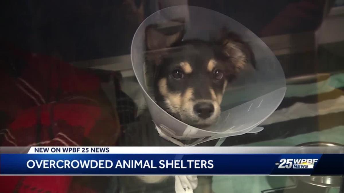 Animal shelters encouraging pet adoptions and fosters ahead of the new year