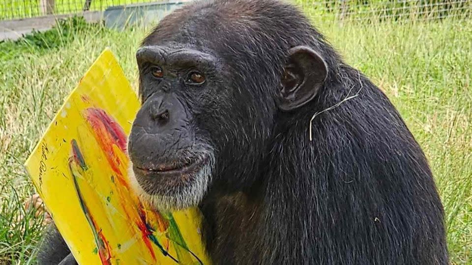 Kramer, a chimpanzee at the Save the Chimps sanctuary in Florida, pictured with a piece of his art. - Courtesy Save The Chimps