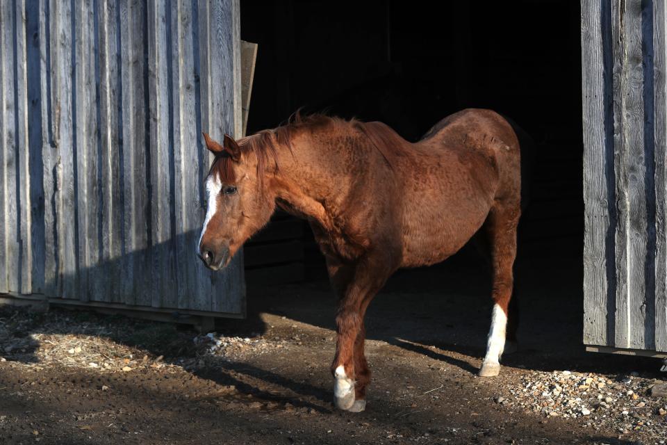 Trusted Company is the 34-year-old daughter of Secretariat that stays at Bright Futures Farm in Pennsylvania. March 2, 2023