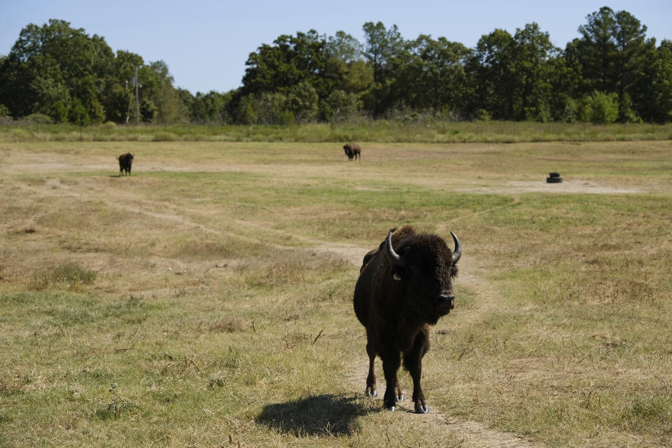 A bison walks along a path through a pasture in Bull Hollow, Okla., on Sept. 27, 2022. In Oklahoma, the Cherokee Nation, one of the largest Native American tribes with 437,000 registered members, had a few bison on its land in the 1970s. But they disappeared. It wasn't until 40 years later that the tribe's contemporary herd was begun. (AP Photo/Audrey Jackson)