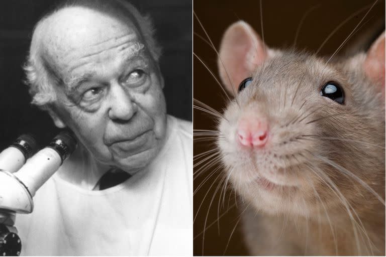 En 1950, Curt Richter, un biólogo y profesor universitario, llevó a cabo un peculiar experimento con ratas para estudiar cuanto tiempo podían permanecer vivas en el agua; cuál fue el resultado