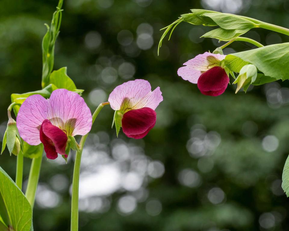 3. Pea ‘Blauwschokker’