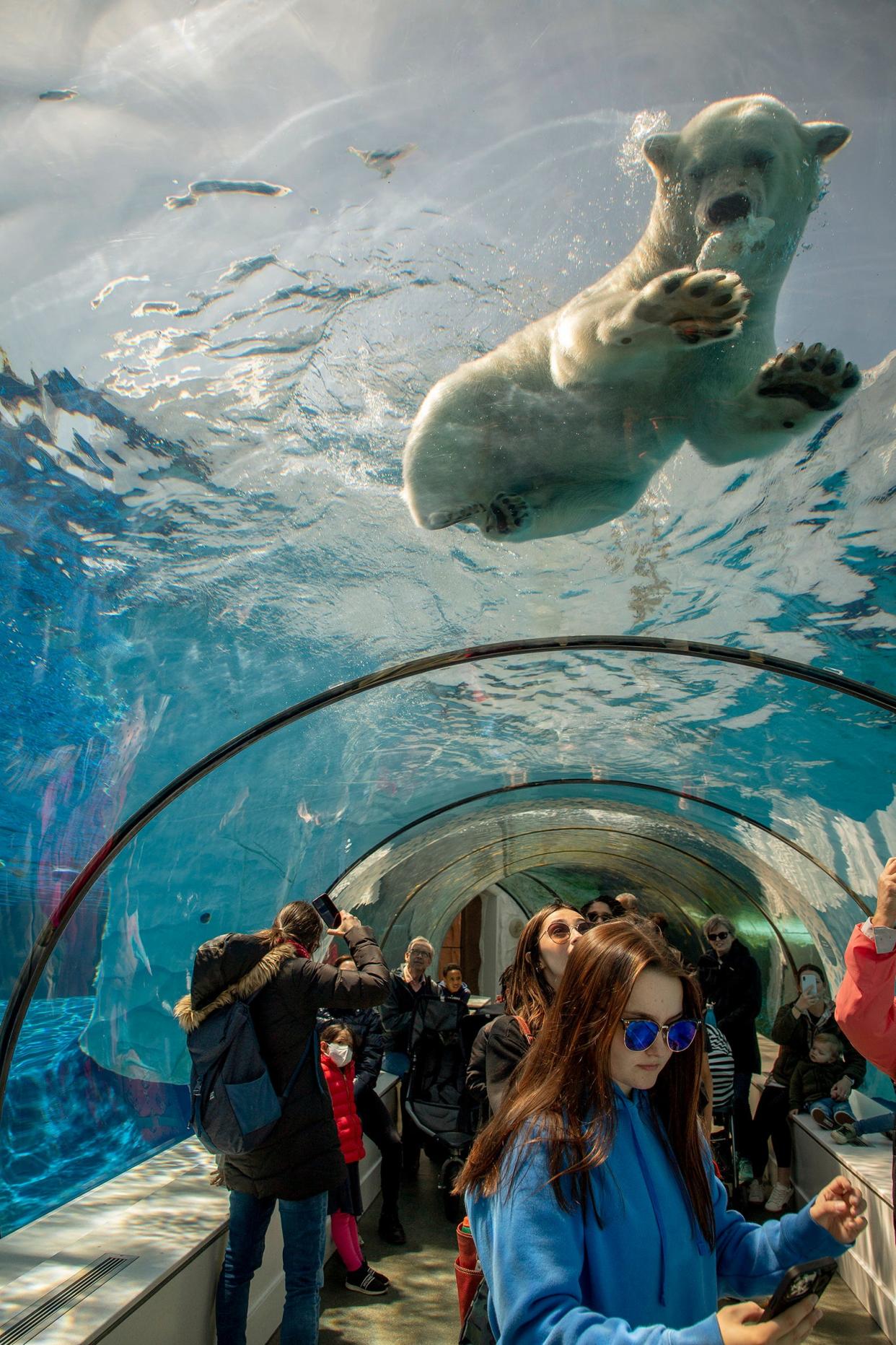 Guests watch as a polar bear eats food that has been fed to it by polar bear keeper Thomas Brown at the Detroit Zoo on April 29, 2022. Brown explains that he varies their feeding times and style to mimic as much of their natural feeding behaviors in the wild.