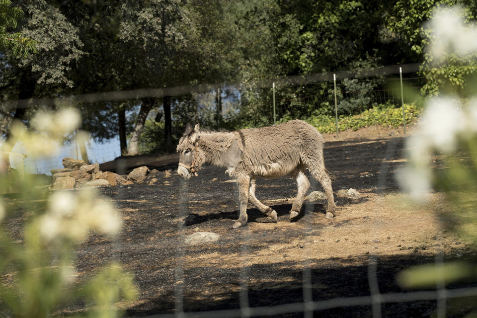 (FOTOS) Avance aterrador del fuego en California