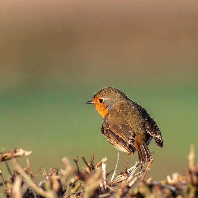 <p>Bird photographer Aaron Sterling is known for his pretty incredible wildlife images — and impressive facts, too! If you're looking for some wildlife inspiration, be sure to give him a follow. </p><p><a href="https://www.instagram.com/p/CLHCBUrAZOP/" rel="nofollow noopener" target="_blank" data-ylk="slk:See the original post on Instagram;elm:context_link;itc:0;sec:content-canvas" class="link ">See the original post on Instagram</a></p>