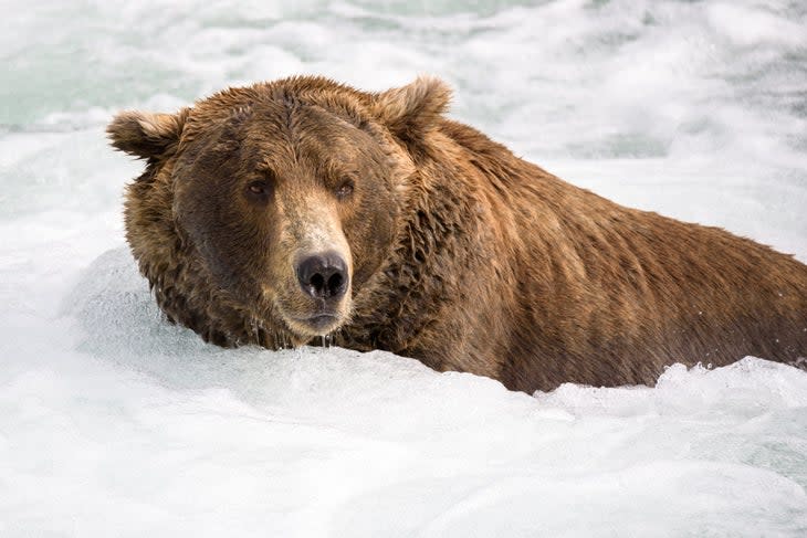 <span class="article__caption">A bear waits for salmon at Brooks Falls. </span> (Photo: N8tureGrl/iStock/Getty Images Plus)