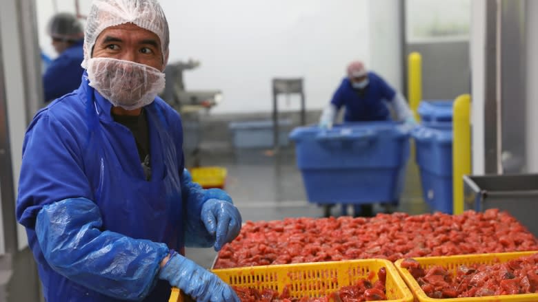 Expiring fish farm tenures in B.C. could operate month-to-month, says Marine Harvest