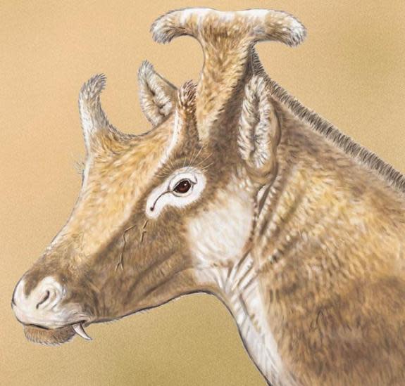 The newly discovered <i>Xenokeryx amidalae</i> is an extinct relative to giraffes that takes its name from Queen Amidala in the Star Wars franchise.
