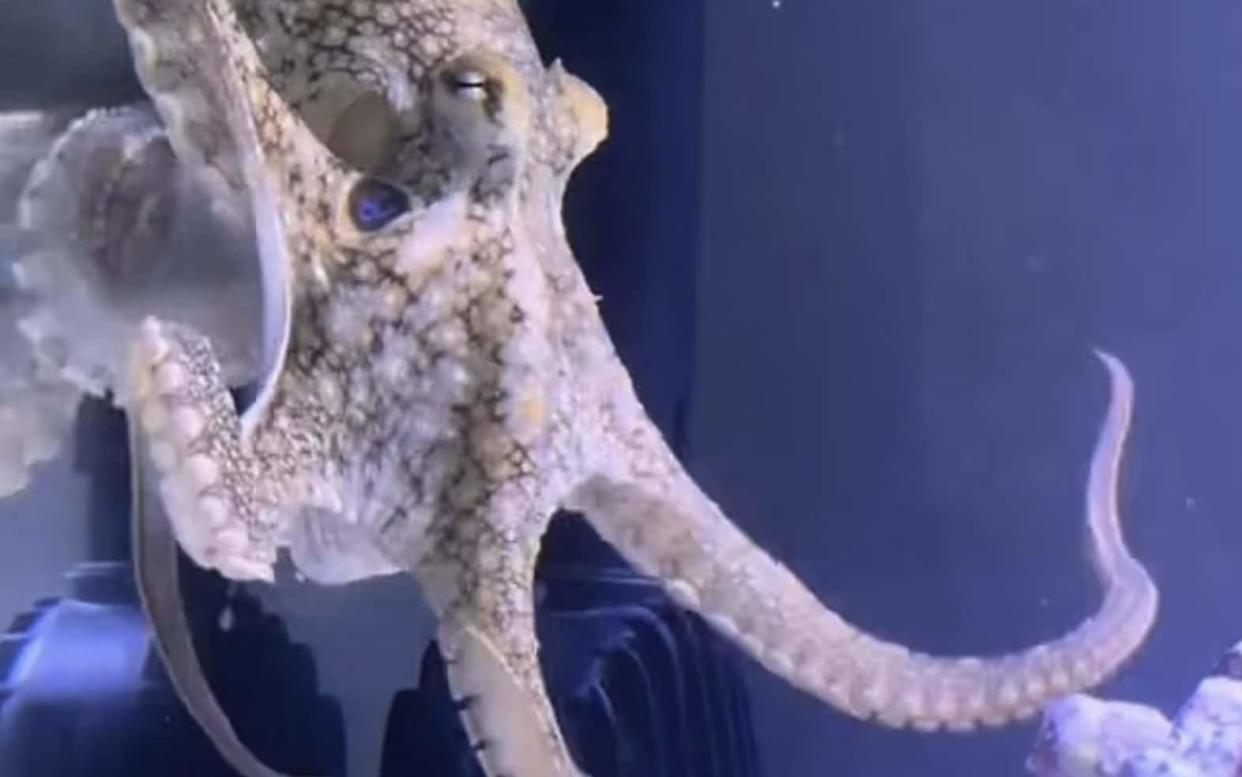 California two-spot octopus