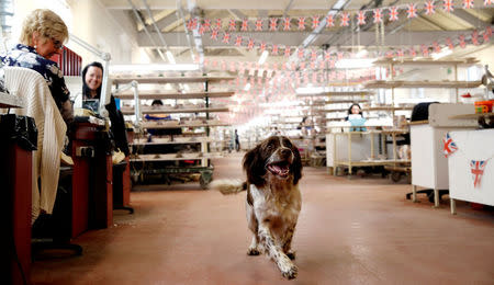 Charlie the factory dog wanders around the decorating Studio as staff work on souvenir mugs to commemorate the wedding of Britain's Prince Harry and Meghan Markle at the Emma Bridgewater Factory, in Hanley, Stoke-on-Trent, Britain March 28, 2018. REUTERS/Carl Recine