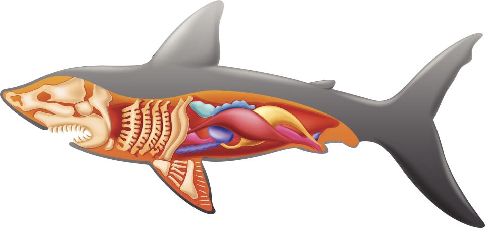 An anatomical schematic shows the inside of a shark. Many vital organs are visibly bunched around the underbelly.