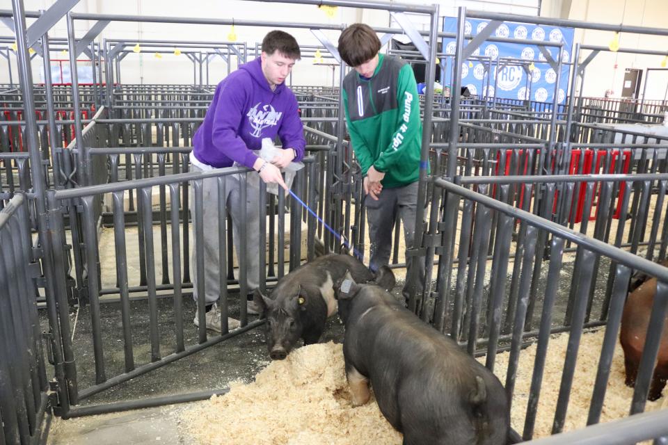 Canyon's Nathan Hoggatt, 18, and Clay Hoggatt, 16, guide a couple pigs to their pen for the pig judging part of the Randall County Junior Livestock Show at the Happy State Bank Event Center in this file photo.