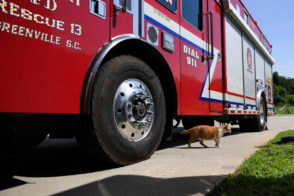 Flame explores the Belmont Fire Department grounds where he lives on Wednesday, Aug. 9, 2023. Flame has lived at the station for nearly a decade.