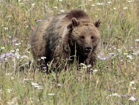 A grizzly bear walks in a meadow in Yellowstone National Park, Wyoming August 12, 2011. REUTERS/Lucy Nicholson