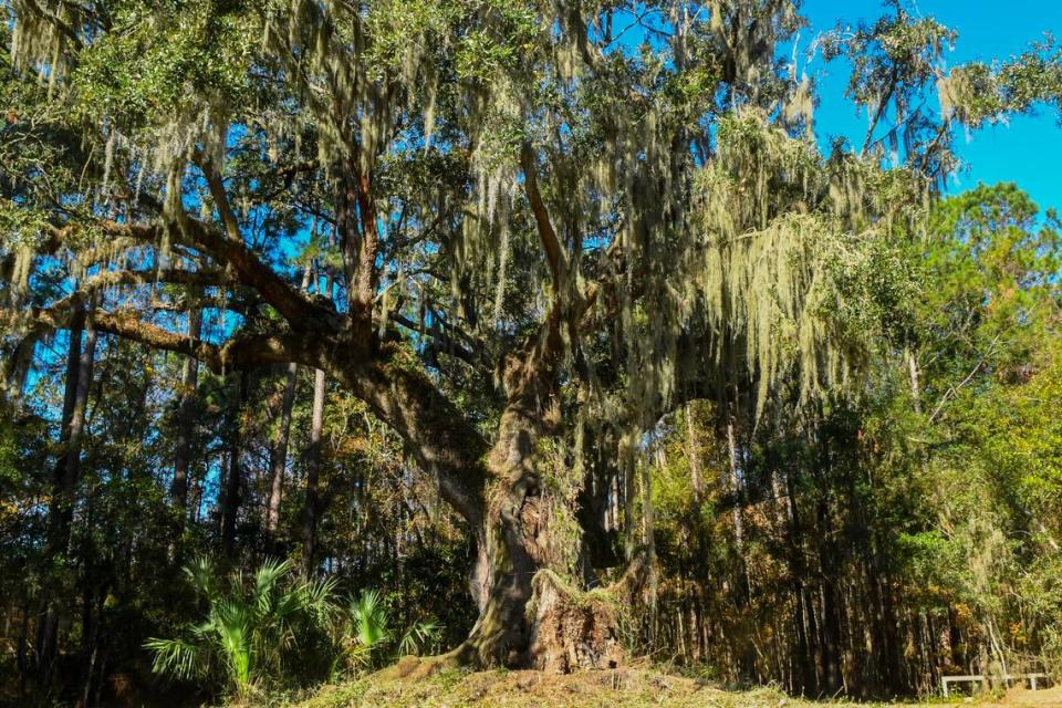 The Cherry Hill Plantation Oak was commemorated as the 2013 Heritage Tree by Trees SC, a non-profit organization founded in 1991. According to Michael Murphy, a board certified Master Arborist, it is the oldest and largest documented tree in Beaufort County.