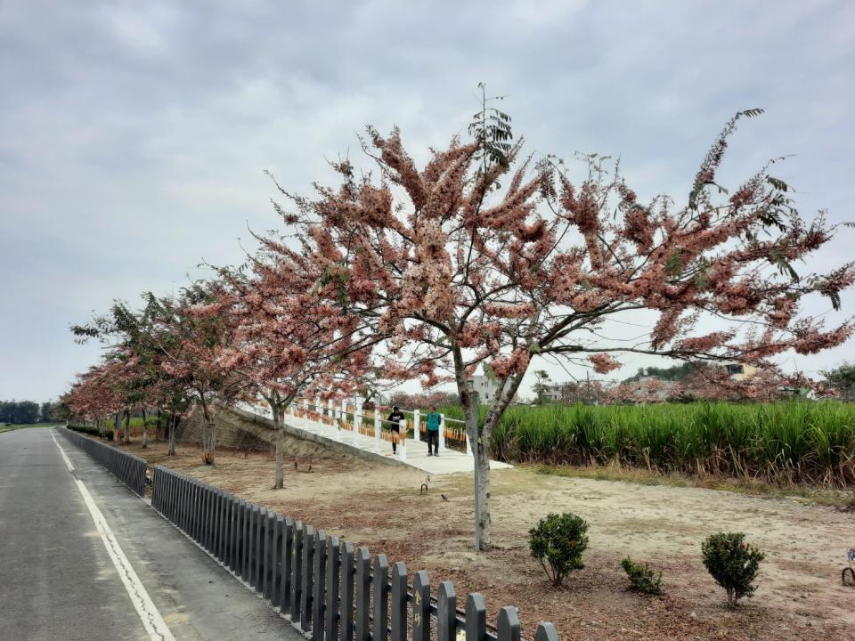 西港區金砂里花旗木花況。   圖：台南市觀旅局／提供