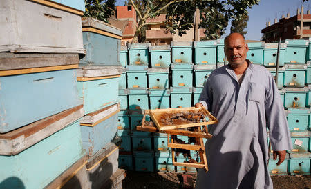 Rayhan Meligy, an Egyptian beekeeper, shows damaged beehive frames in his farm in the city of Shibin El Kom, Al- Al-Monofyia province, northeast of Cairo, Egypt November 30, 2016. Picture taken November 30, 2016. REUTERS/Amr Abdallah Dalsh