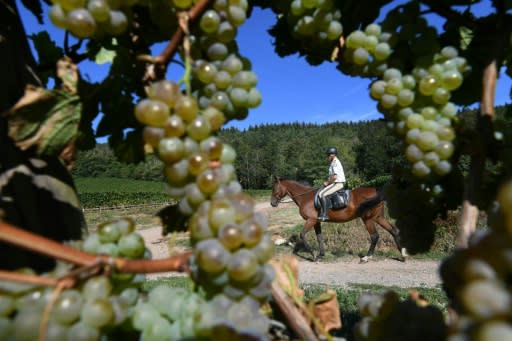 To protect the vines, the two-man horseback patrol covers about 40 kilometres (25 miles) a day around the little town of Soultz-Haut-Rhin on the lookout for delinquents