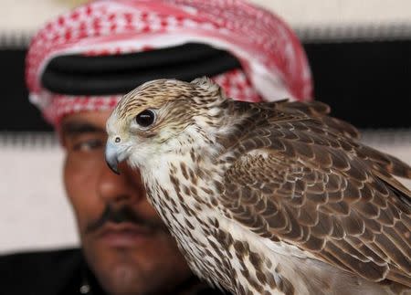 A man sits next to his falcon as he waits to participate in a falcon contest during Qatar International Falcons and Hunting Festival at Sealine desert, Qatar January 29, 2016. REUTERS/Naseem Zeitoon