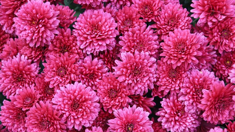 mums pink chrysanthemum, also called mums or chrysanths