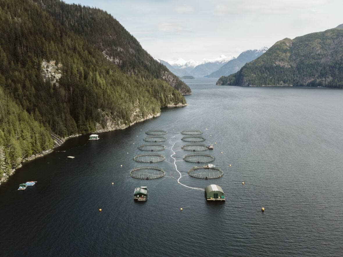 A new study suggests migratory salmon are exposed to higher levels of pathogens near fish farms than anywhere else along their route. (Pacific Salmon Foundation - image credit)