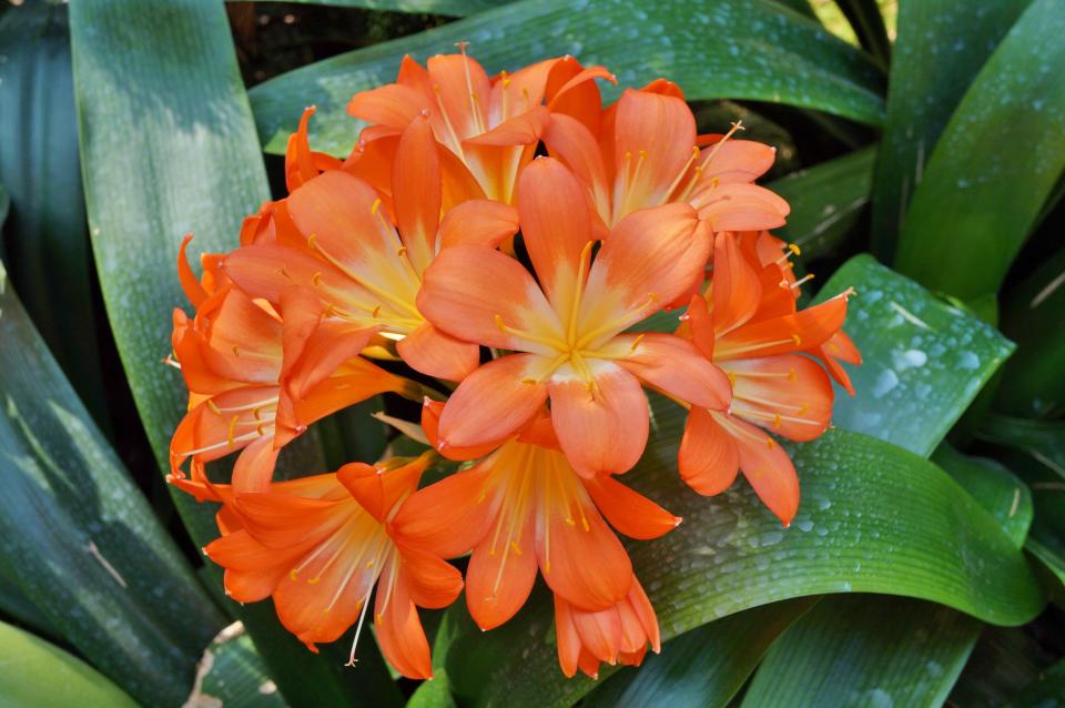 Natal lily displays orange or yellow blossoms in winter and spring.