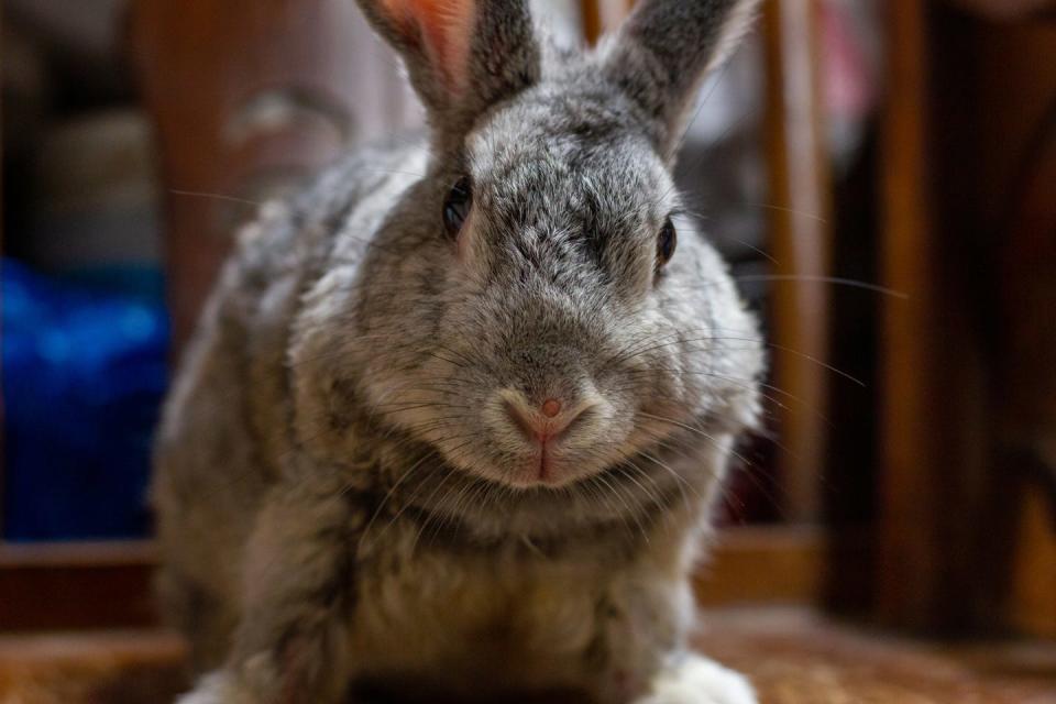 grayish brown giant chinchilla rabbit looking at camera