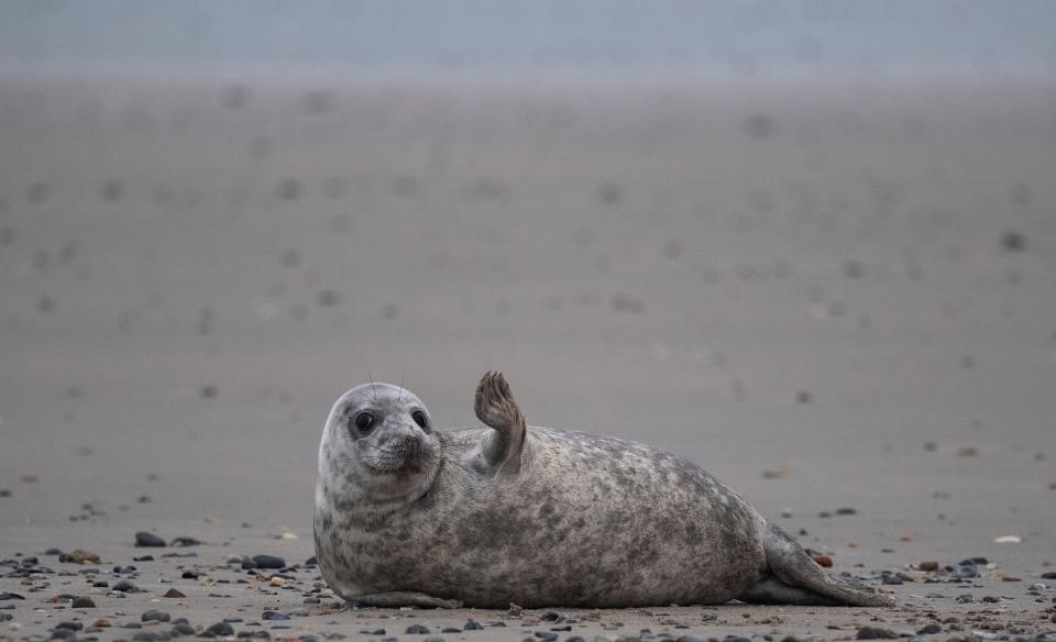 (Photo: JOHN MACDOUGALL via Getty Images)