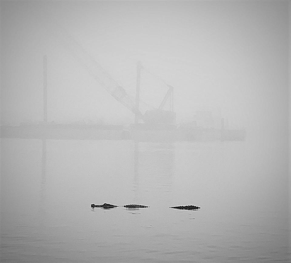 Times-Union columnist Mark Woods often paddleboards through downtown Jacksonville but rarely sees alligators there. This foggy morning in December 2018 was the exception, with this sighting near the Shipyards property.