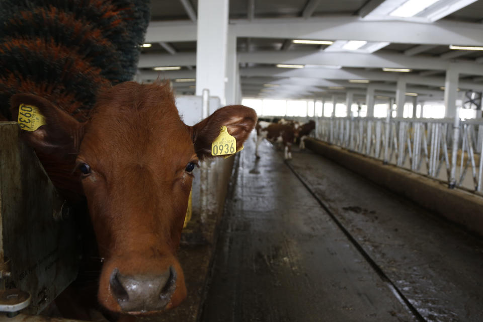 In this photo taken on Tuesday, April 15, 2014, Norwegian Red Cows enjoy a massage inside a farm in the village of Kozarac, near Bosnian town of Perijedor, 250 kms northwest of Sarajevo. Bosnian farmer Jusuf Arifagic invested eight million euro into the luxury farm that started four months ago with the import of 115 Norwegian Red Cows - a type of tough and hornless animal bred in Norway over the past 75 years to produce more and better milk than the usual cow known in the Balkans. He plans to expand into the biggest facility keeping this type of animal in Europe with 5,000 cows. In a country where half of the population is living in poverty, his animals sleep on mattresses in a barn with a computerized air condition and lighting system. They are bathed regularly, get a massage whenever they feel like it and receive the occasional pedicure.(AP Photo/Amel Emric)