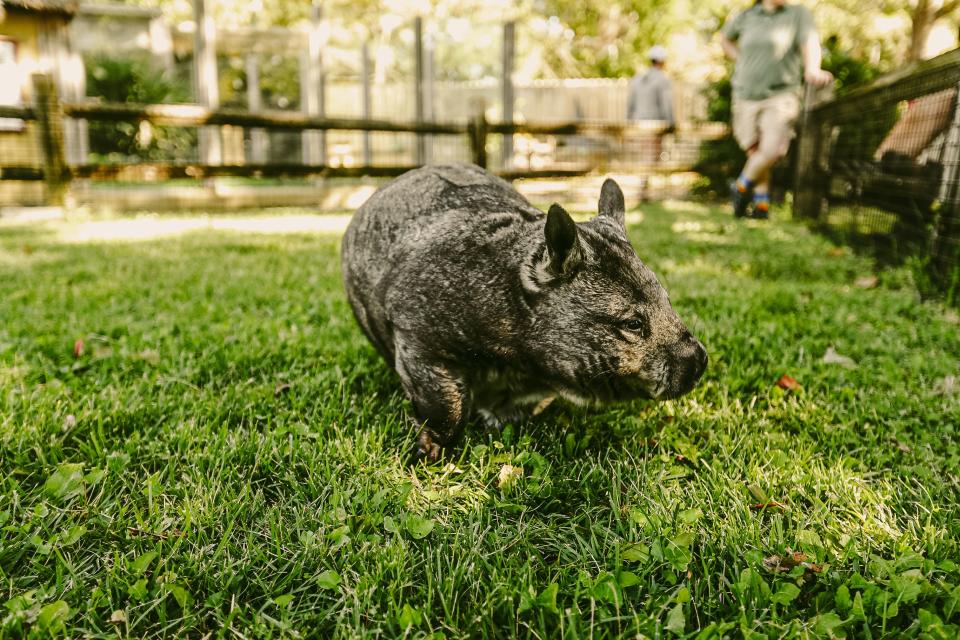 Kindilan, a southern hairy-nosed wombat, walks around in their exhibit at the Memphis Zoo on Tuesday, Oct. 10, 2023 at the Memphis Zoo in Memphis, Tenn.