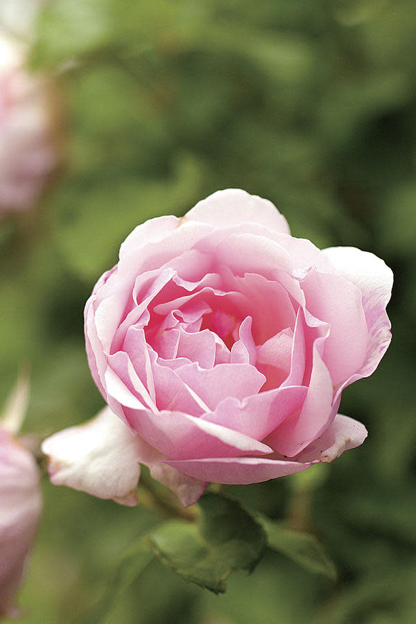 ‘Duchesse de Brabant’