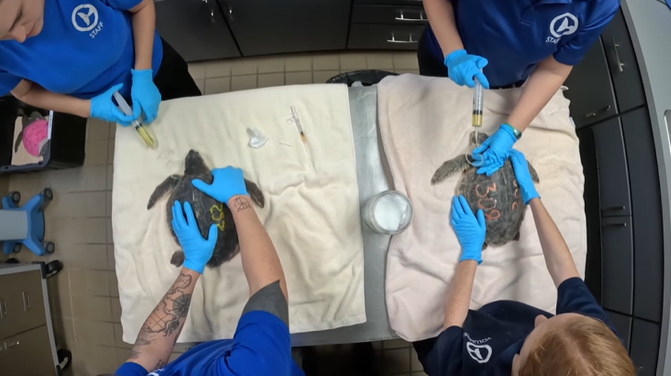 More than a dozen cold-stunned Kemp’s ridley sea turtles were treated at a Florida aquarium after being rescued off the coast of Massachusetts, the aquarium said.