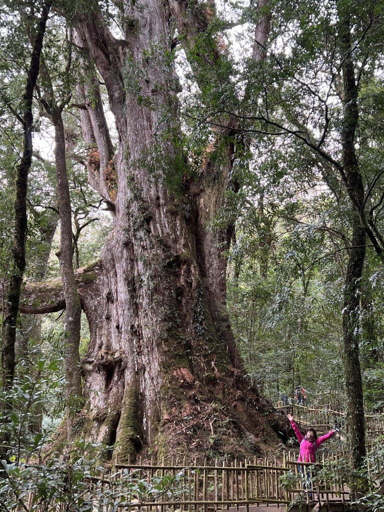 二十三號巨木樹齡二千五百年，是族人的「媽媽之樹」，也是部落的代表意象。
