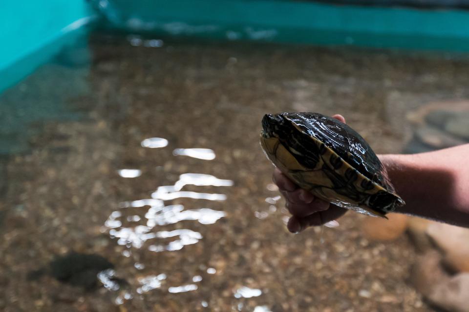Cy Hepworth, one of the four partners who also own Monkey Rock Entertainment Local holds a turtle as local media takes a behind-the-scenes tour of Jungle Reef, El Paso’s first interactive aquarium, on Tuesday, Nov. 28, 2023, in the Shoppes at Solona in West El Paso.