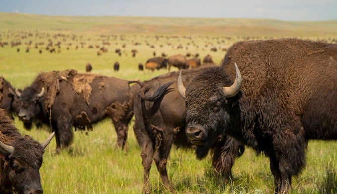 Bison herd at the Durham Bison Ranch near Wright, Wyo. Photo courtesy of Campbell County