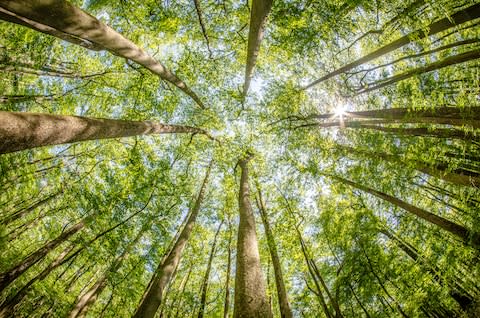 Congaree National Park - Credit: GETTY